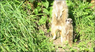 Illustration for article titled Meerkats - Better at Acting in Nature Shows than Photography